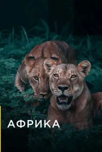 Африка